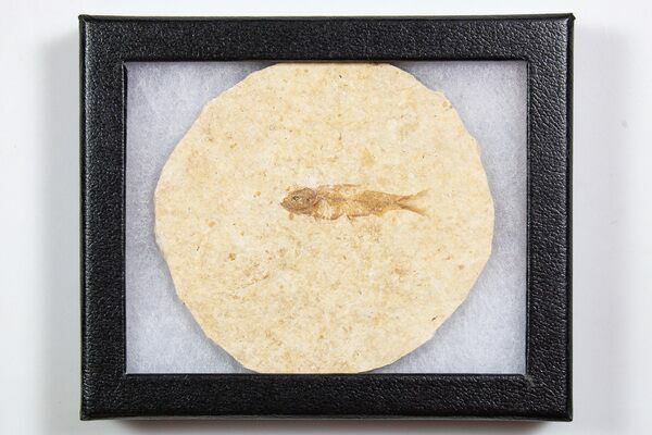knightia-fossil-fish-from-